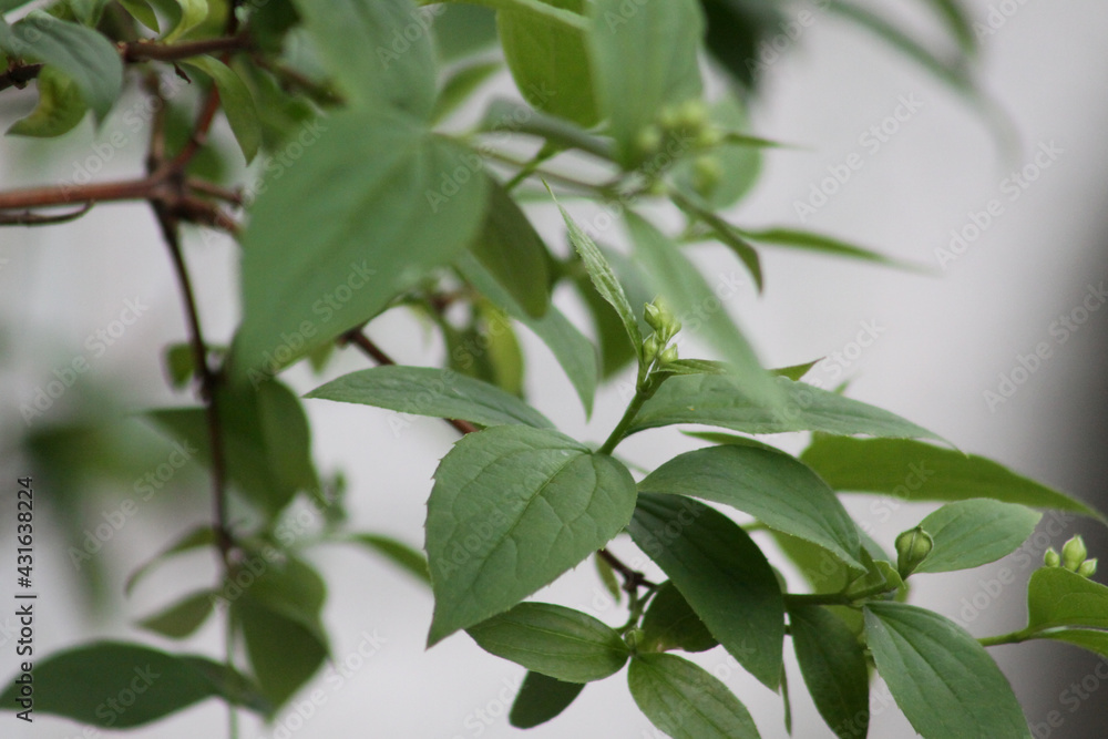 jasmine buds close-up with green leaves in background