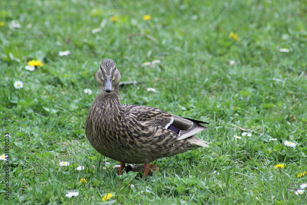 female duck looking straight side view and green grass background female duck looking straight side view and green grass background