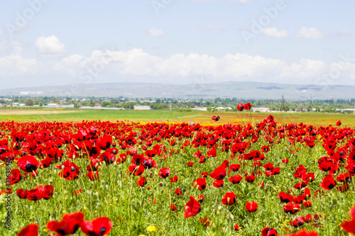 Field of poppy and yellow flowers  daylight and outdoor