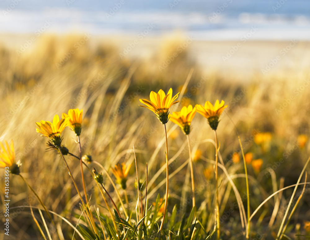 Yellow Gazania Daisy flowers growing on the beach