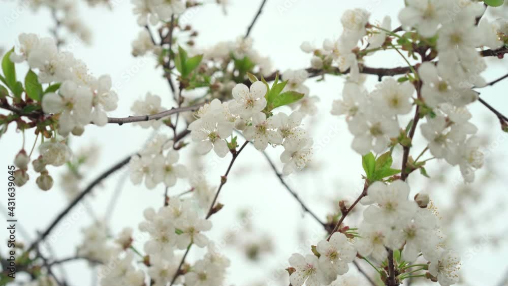 Apple blossom flowers spring garden. Spring season High quality 4k footage Apple blossom flowers spring garden. Spring season High quality 4k footage