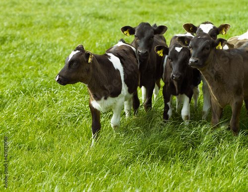 Friesean calves in green field