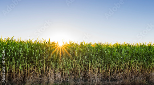 Sun peeking over mature sugarcane crop photo
