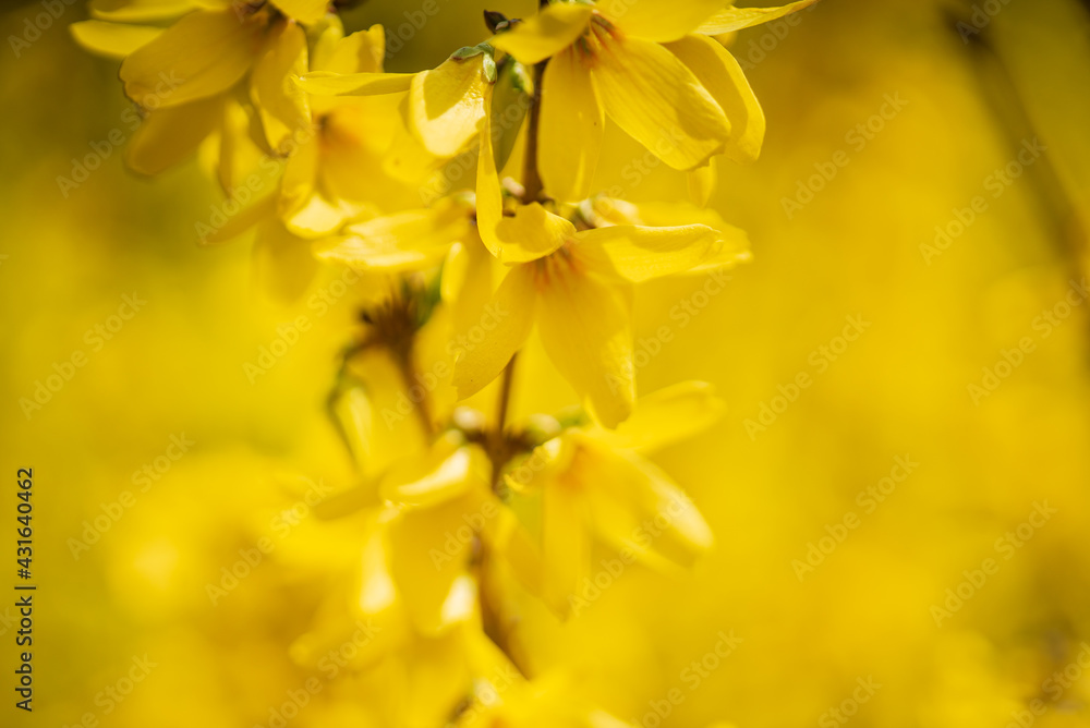 Fototapeta premium forsythia in the spring garden