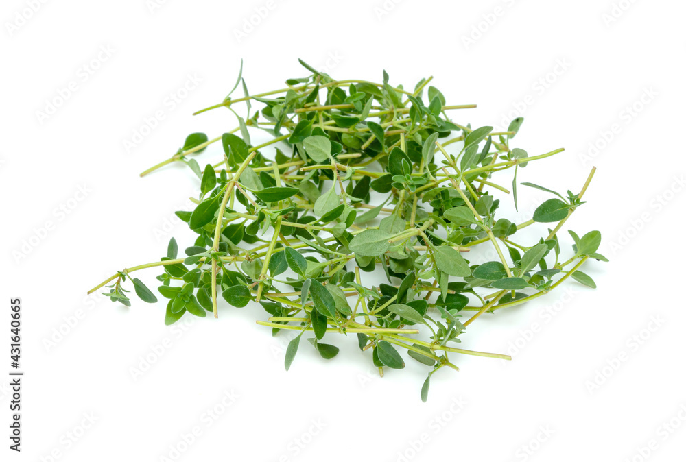 fresh thyme or Lemon thyme leaf isolated on a white background ,Green leaves pattern fresh thyme or Lemon thyme leaf isolated on a white background ,Green leaves pattern