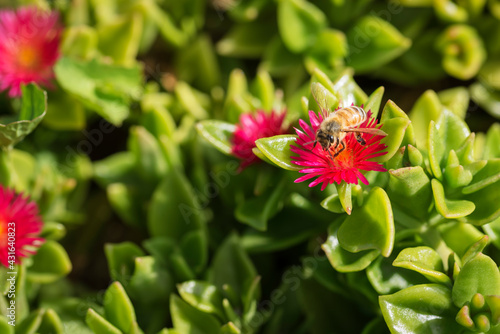 Bee on crimson flower of heart leaf ice plant photo
