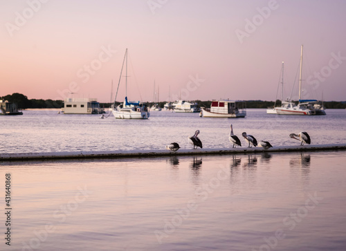 Pelicans resting on pipeling on the broadwater and anchored boats in the background photo