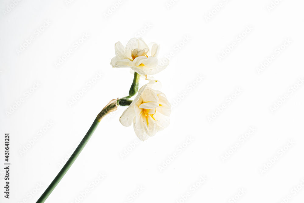 Obraz premium flowers on the white background