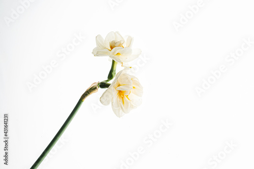 Fototapeta Naklejka Na Ścianę i Meble -  flowers on the white background