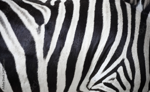 Close up zebra skin texture