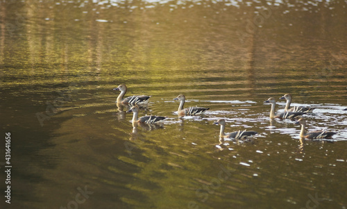 Plumed Whistling Ducks photo