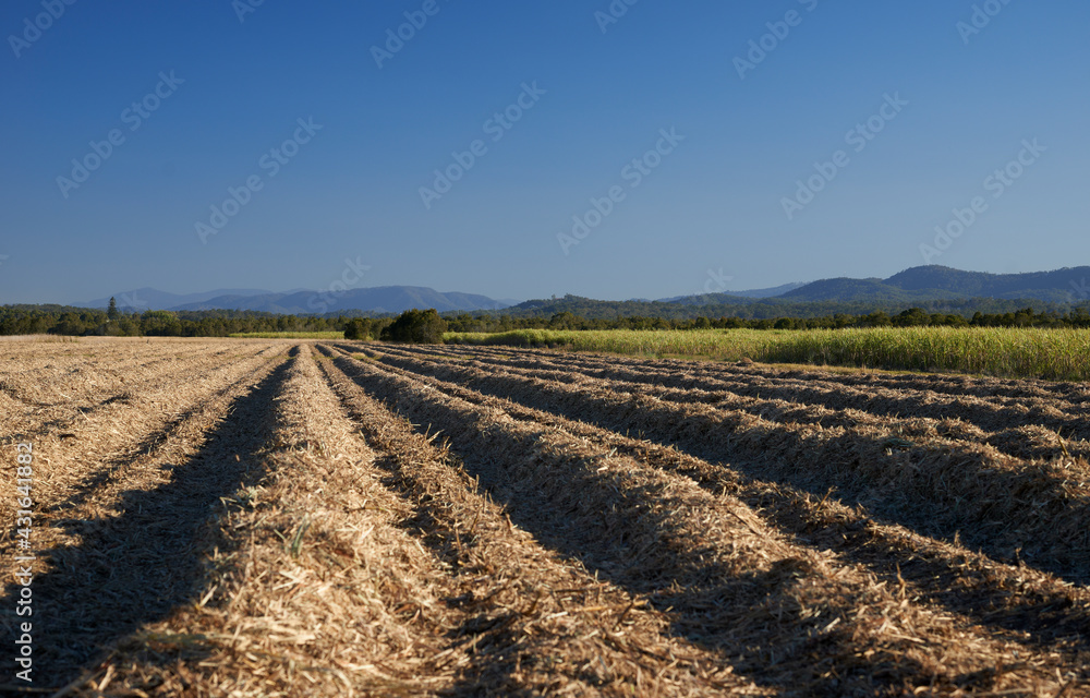 Prepared rows ready for planting sugar cane Prepared rows ready for planting sugar cane
