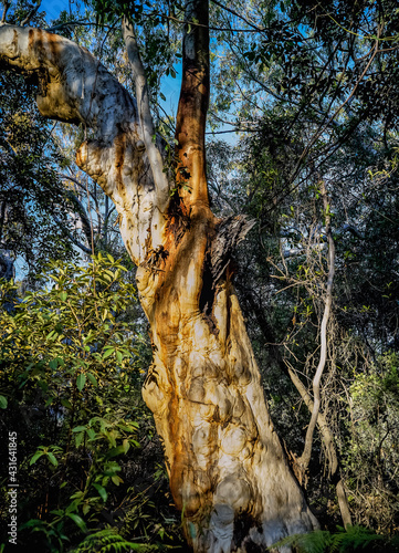 Gnarley gumtree trunk photo