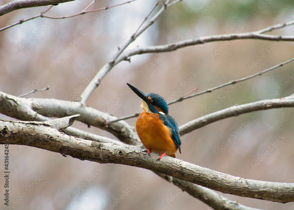 Kingfisher perching on a branch looking for prey Kingfisher perching on a branch looking for prey