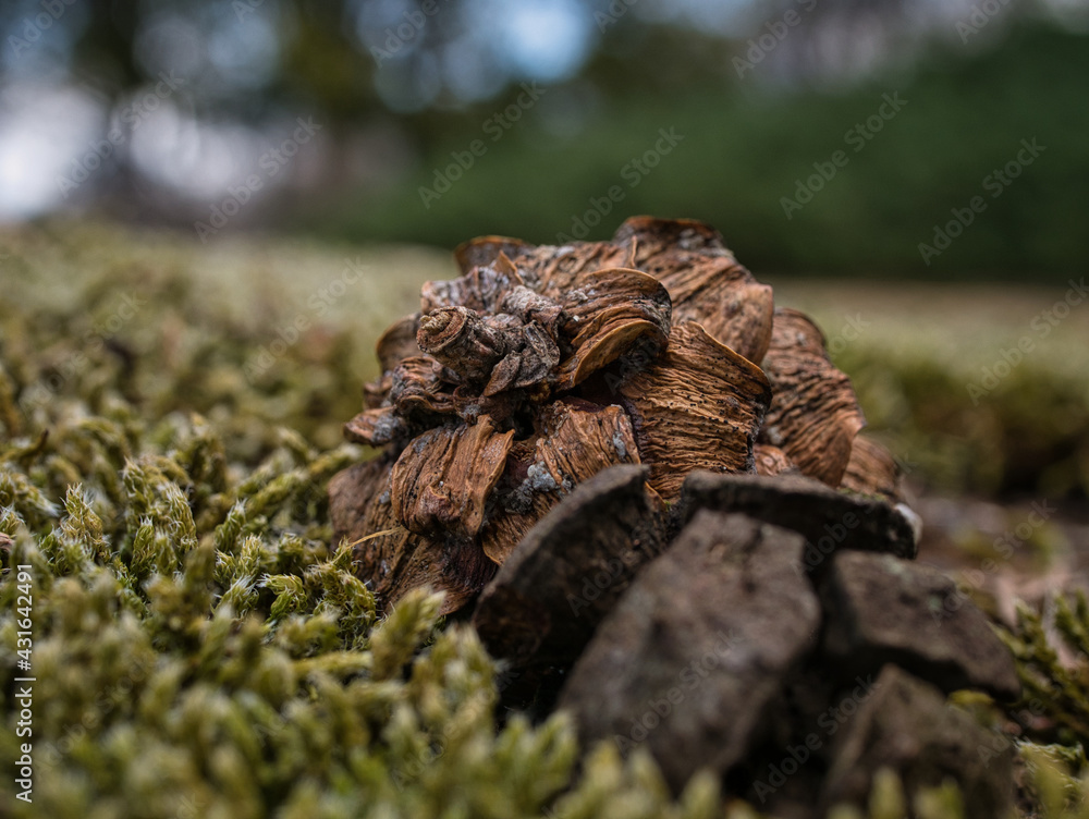 Fototapeta premium Pine cones that fell to the ground
