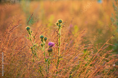 thistle flowers on the field