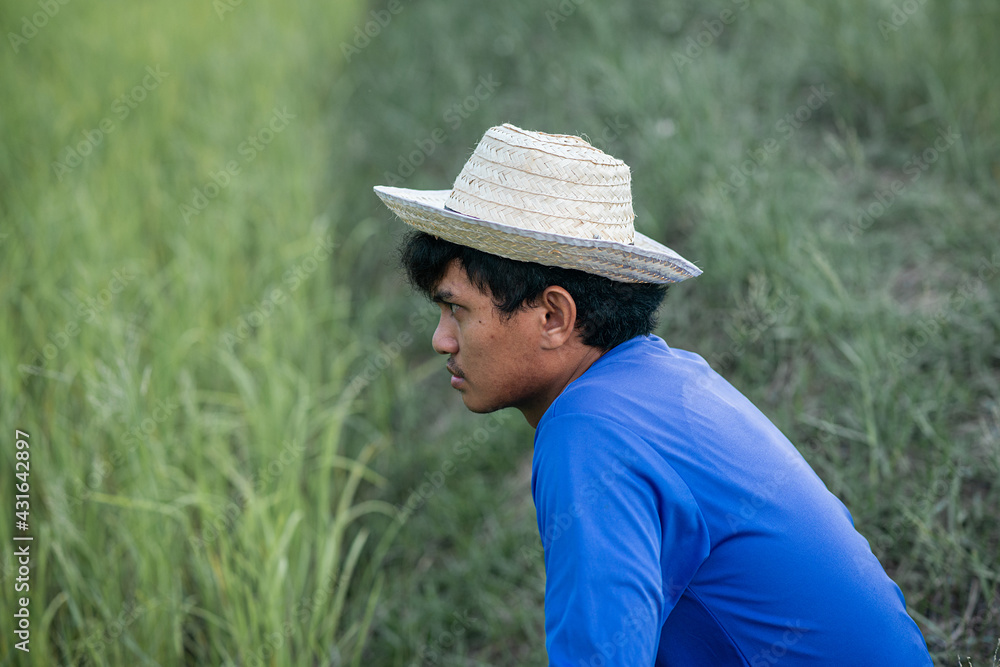 Farmers grow rice in the rainy season.Agriculture farmer of Asia rice field work concept. Farmers grow rice in the rainy season.Agriculture farmer of Asia rice field work concept.