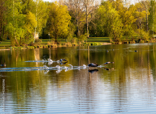 A group of greylag geeese takes off from a lake early in the evening photo