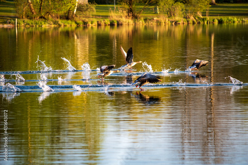 A group of geeese takes off from a lake early in the evening photo