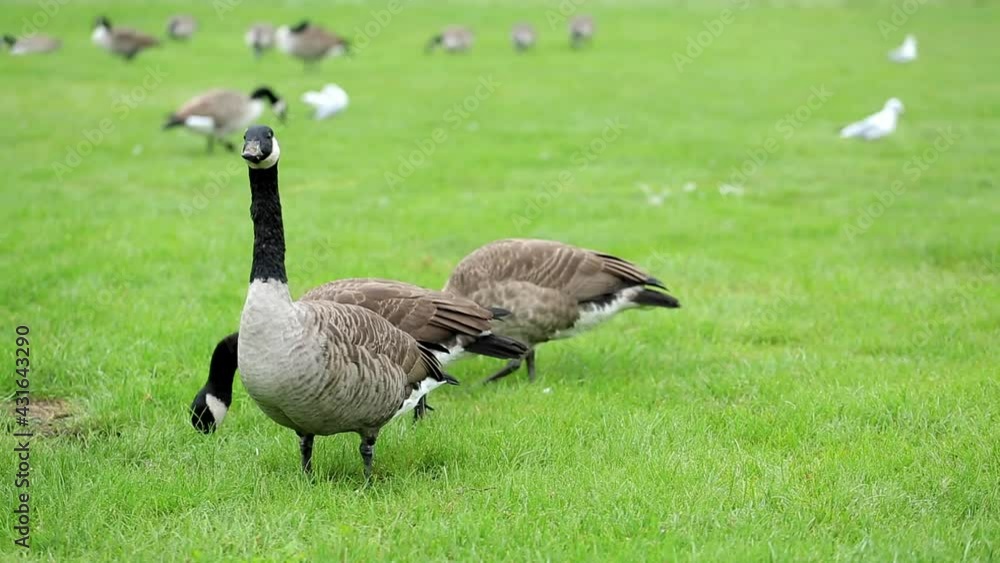A flock of geese eating grass in a French park A flock of geese eating grass in a French park
