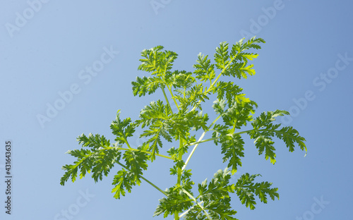 Artemisia annua, einjaehriger Beifuss, gruenes Antibiotikum, ihr Inhaltsstoff Artemisin ist Objekt zahlreicher COVID-Studien, gegen Parasiten, Viren und pilze