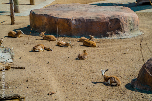 A view of Deer and gazelles inside Eskisehir Municipal Zoo in Eskisehir, Turkey photo