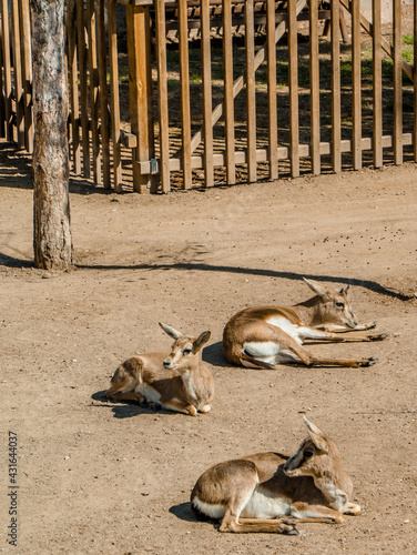 Vertical view of deer inside Eskisehir Municipal Zoo in Eskisehir, Turkey photo