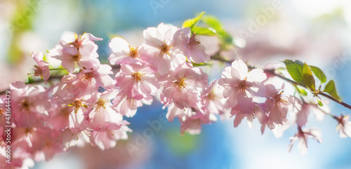 Cherry blossoms. Spring tender postcard.