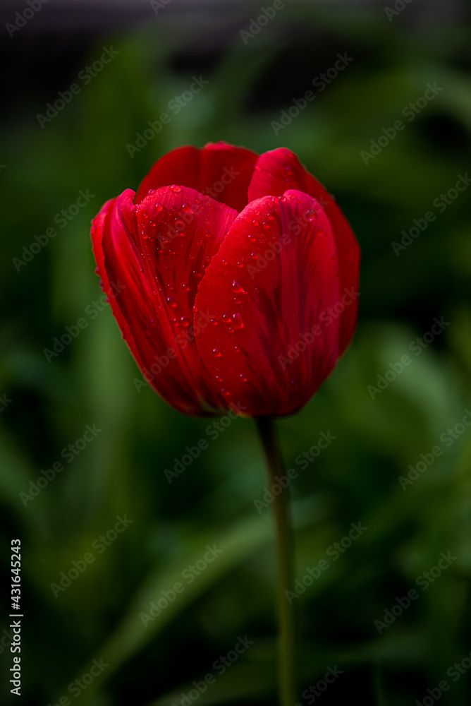 Red tulip on green background Red tulip on green background