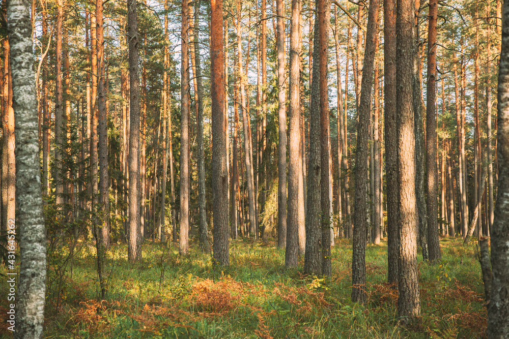 Pine Trees Trunks. Woods In Coniferous Forest. Autumn Pinewood, Evergreen Pines Pine Trees Trunks. Woods In Coniferous Forest. Autumn Pinewood, Evergreen Pines