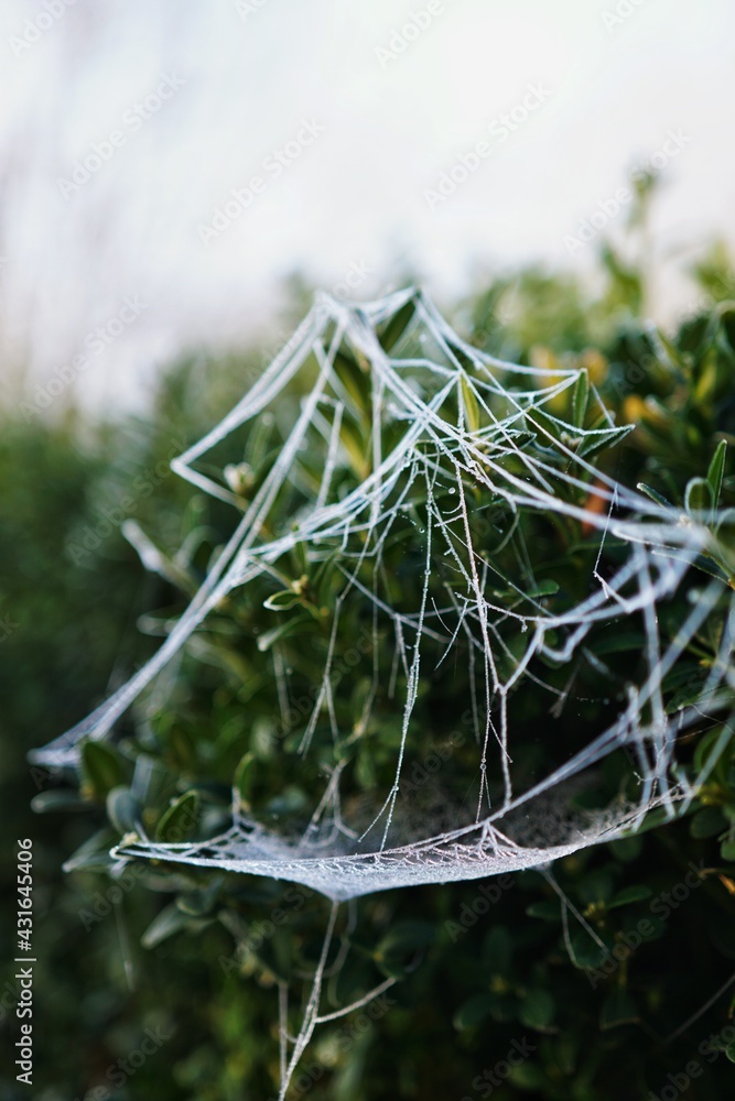 Frozen Spider Web on boxwood