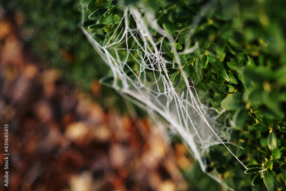 Frozen Spider Web on boxwood