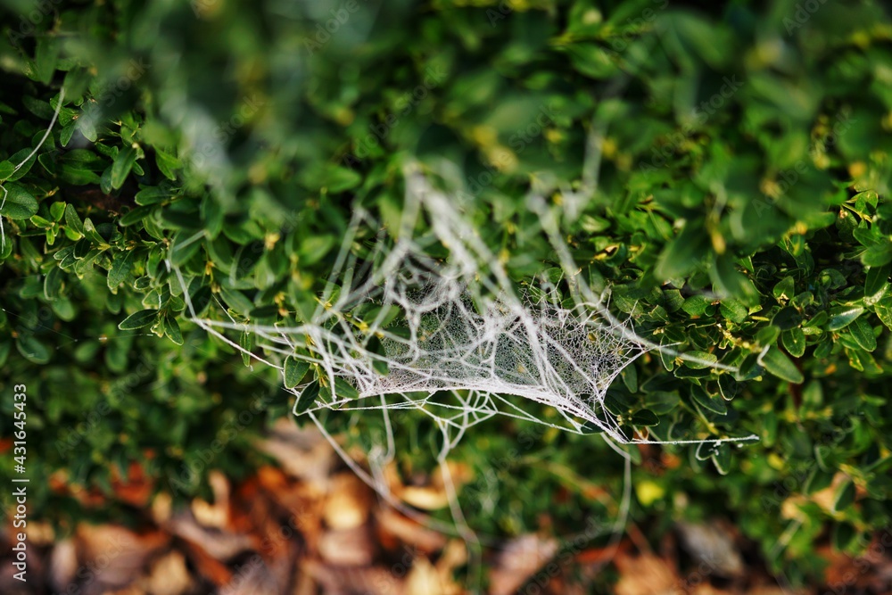 Frozen spider web on boxwood