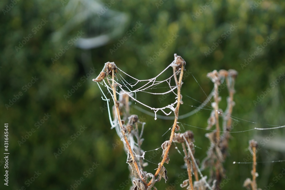 Early morning garden impressions