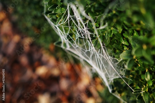 Obraz na płótnie Frozen Spider Web on boxwood w salonie