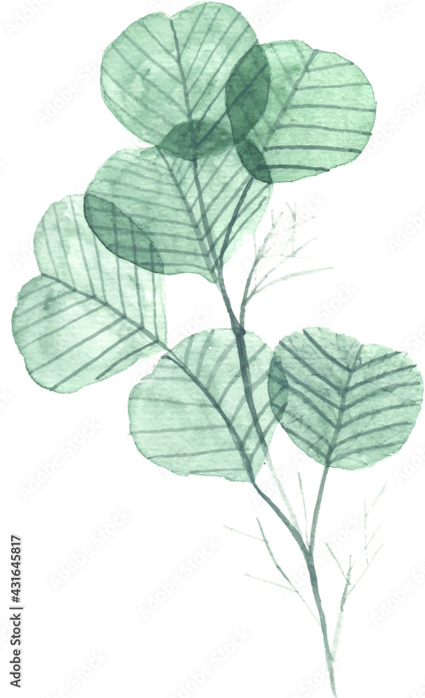 Transparent leaves Transparent leaves