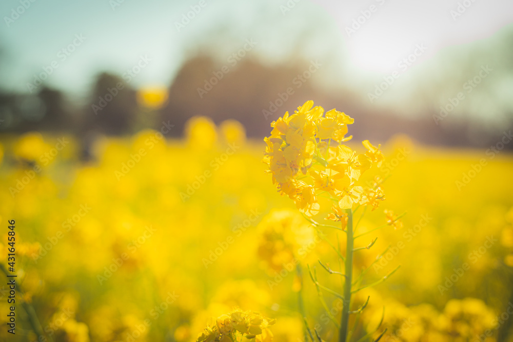 Obraz premium 菜の花