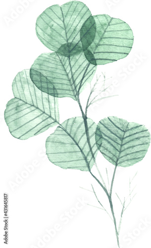 Transparent leaves