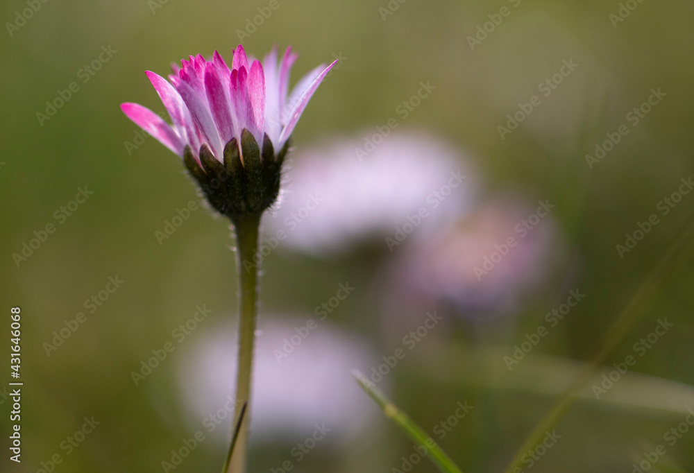 Obraz premium Gänseblümchen weiß/pink, close up