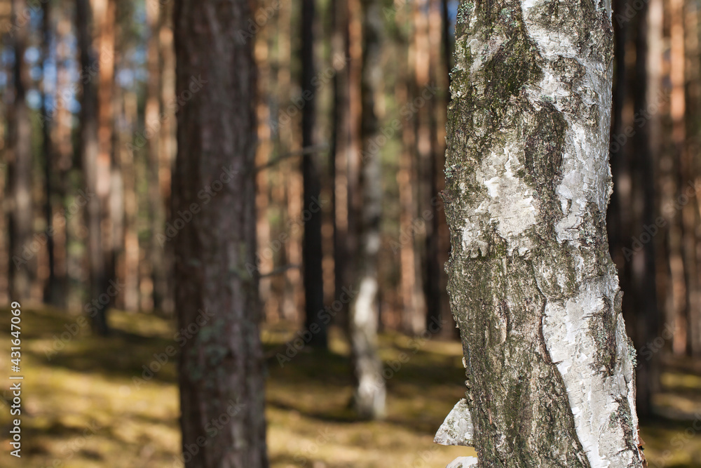 Close-up of a birch trunk with a defocused forest in the background. Close-up of a birch trunk with a defocused forest in the background.