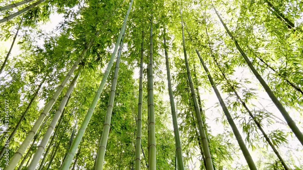 Low-angle shot of a tall, towering bamboo forest Low-angle shot of a tall, towering bamboo forest