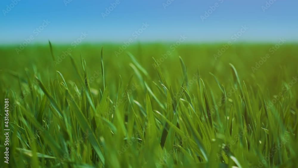 Beautiful view of green agricultural field on cloudy spring day. Wheat crops in the countryside. Concept of work in agricultural farm for making business and having profit from production organic food Beautiful view of green agricultural field on cloudy spring day. Wheat crops in the countryside. Concept of work in agricultural farm for making business and having profit from production organic food