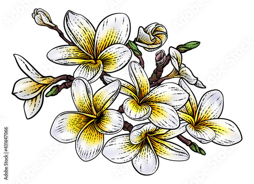 Tropical Plumeria Frangipani Bali Flower Woodcut