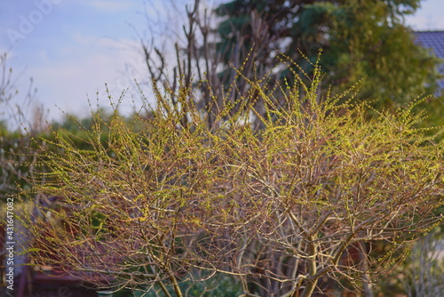 Small leaves and branches of willow on a blurry spring background in the garden 