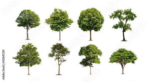 A collection of beautiful trees isolated on a white background ideal for use in architectural design  publications and website decoration.