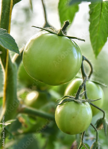 green tomatoes on the bush in jijel province, Algeria, Unripe green tomatoes growing on the garden bed. Tomatoes in the greenhouse. The green tomatoes on a branch.