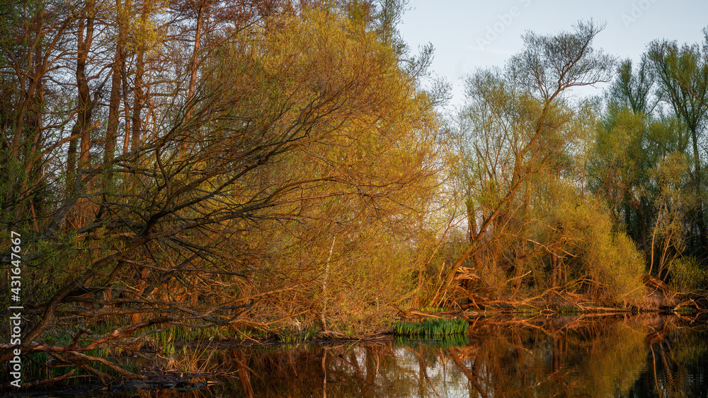 Fototapeta premium Springtime at the riverbank - Frühling am Flußufer