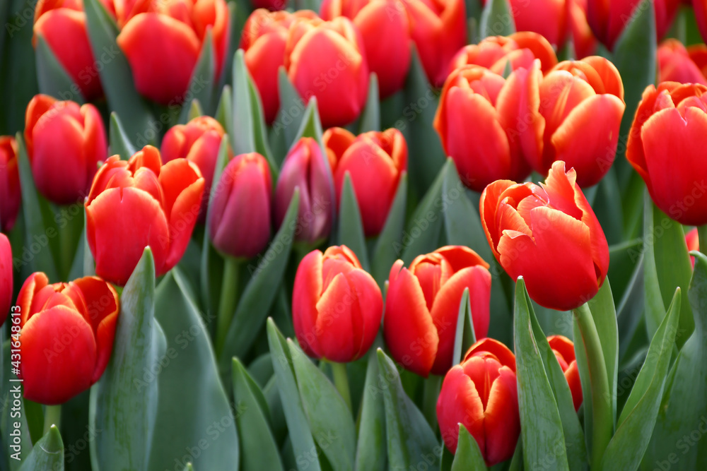 Fototapeta premium Beautiful Darwin hybrids tulips bi-colors with orange tulip buds with green branch and leaves growth in spring garden nature, sweet romantic and freshness flower, concept nature texture background.