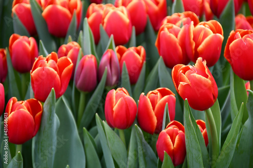 Beautiful Darwin hybrids tulips bi-colors with orange tulip buds with green branch and leaves growth in spring garden nature  sweet romantic and freshness flower  concept nature texture background.