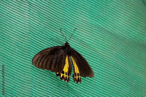 common birdwing (Troides helena) a common birdwing butterfly with yellow underwings resting on a natural green background
